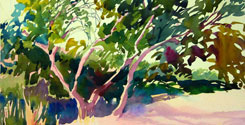 Coastal-Trees-245