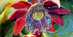 Passion-Flower-245
